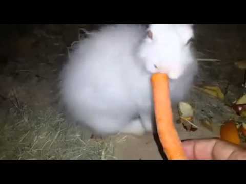 Cute Rabbit is eating a carrot noisy