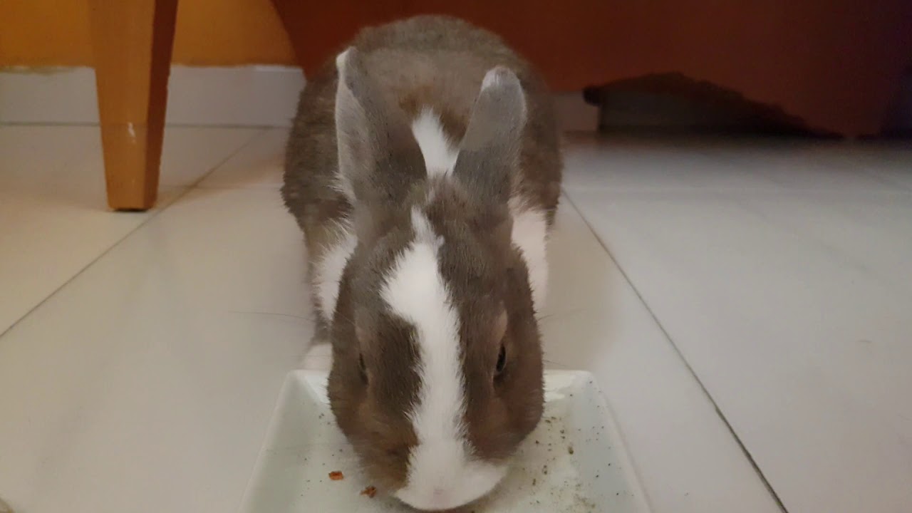 Bunny eating Treats (ASMR Fail)