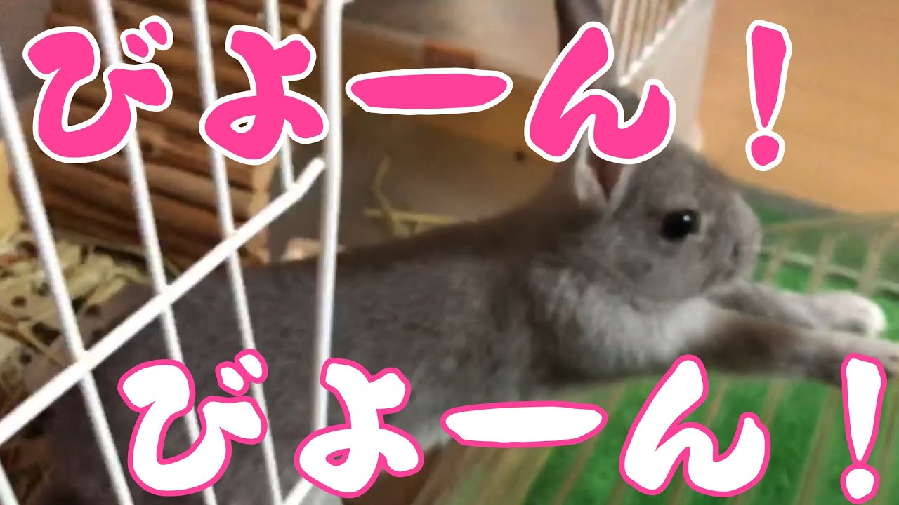 【暇つぶし】かわいいうさぎで癒される！ Cute rabbit videos  #7   Y&R channel