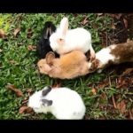 Kelinci dan Marmut Lucu - Mengenal Binatang - Cute Rabbit