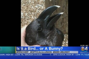 Trending: Bird Or Bunny