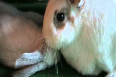 Cute Bunny Rabbit Kisses! This is real bunny friendship!