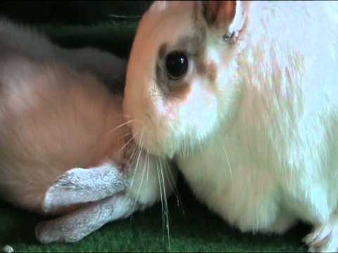 Cute Bunny Rabbit Kisses! This is real bunny friendship!