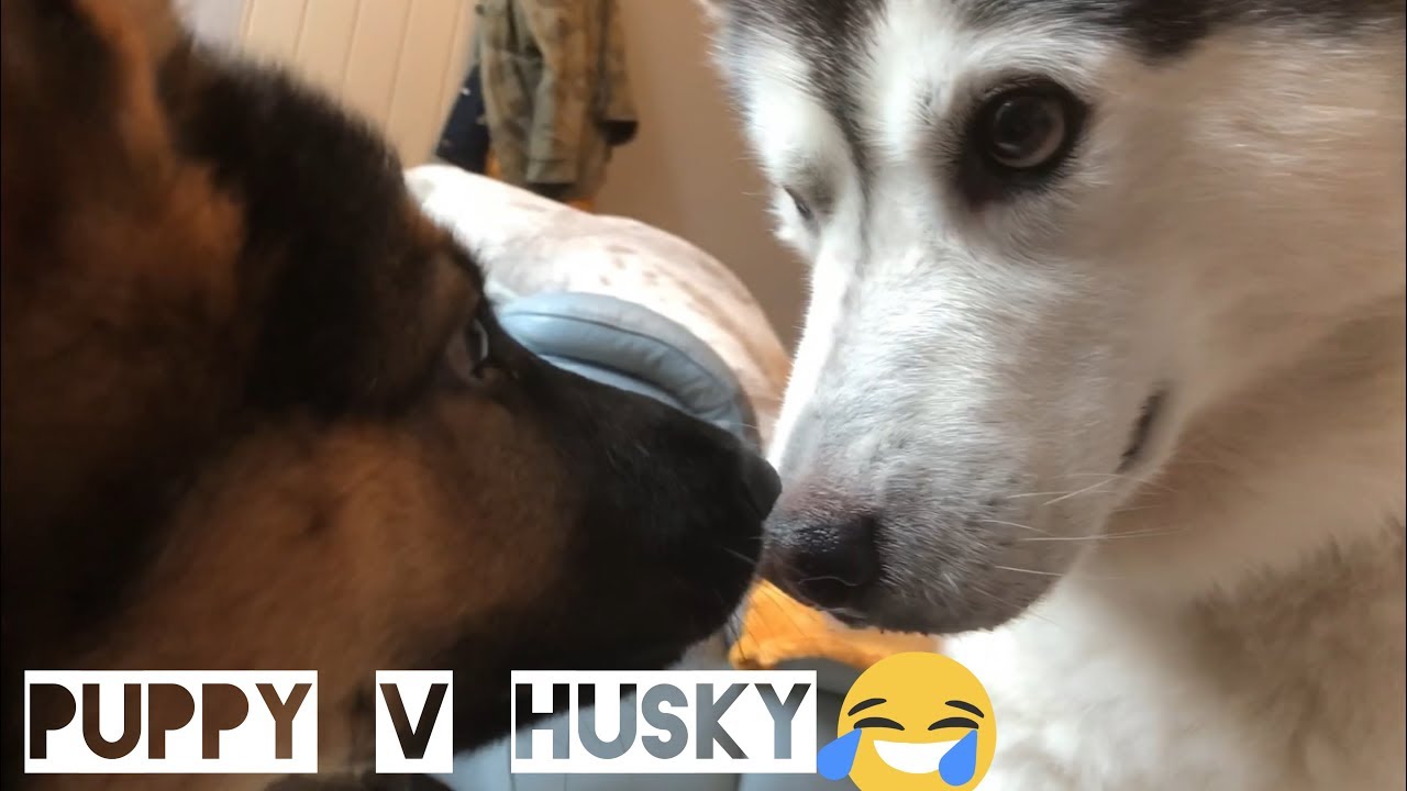 Jealous Husky Refuses To Let Puppy Cuddle Her Owner! [WITH FUNNY ARGUMENT]