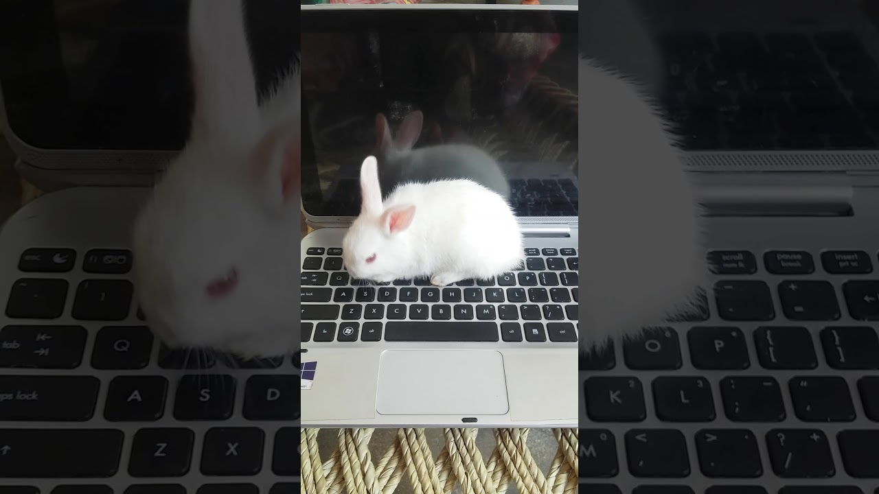Baby bunny working in laptop