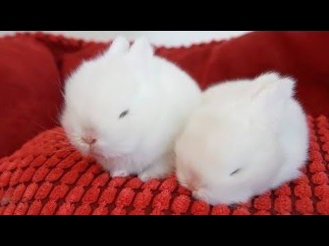 The Cutest White Baby Bunnies ||  Nazu Tech ||