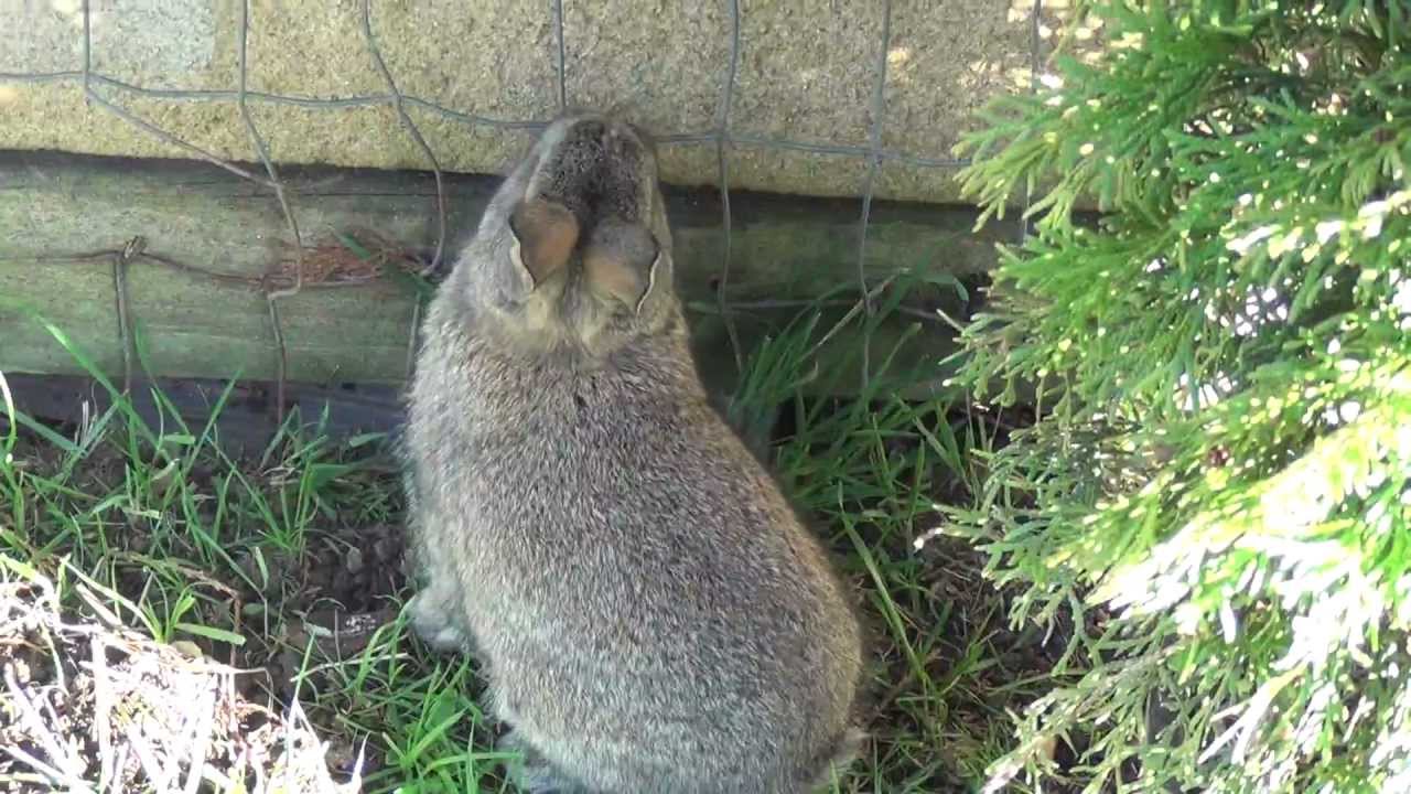 Cute baby rabbit walking outside first time