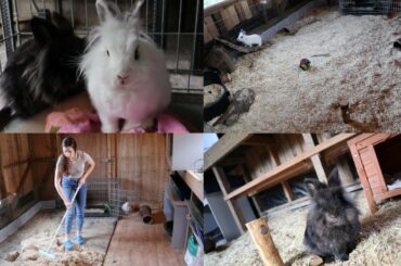 Setting Up The Rabbits' New Home