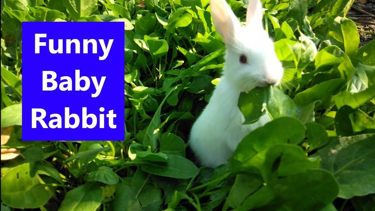 Funny Baby Rabbit video | Cute Rabbits