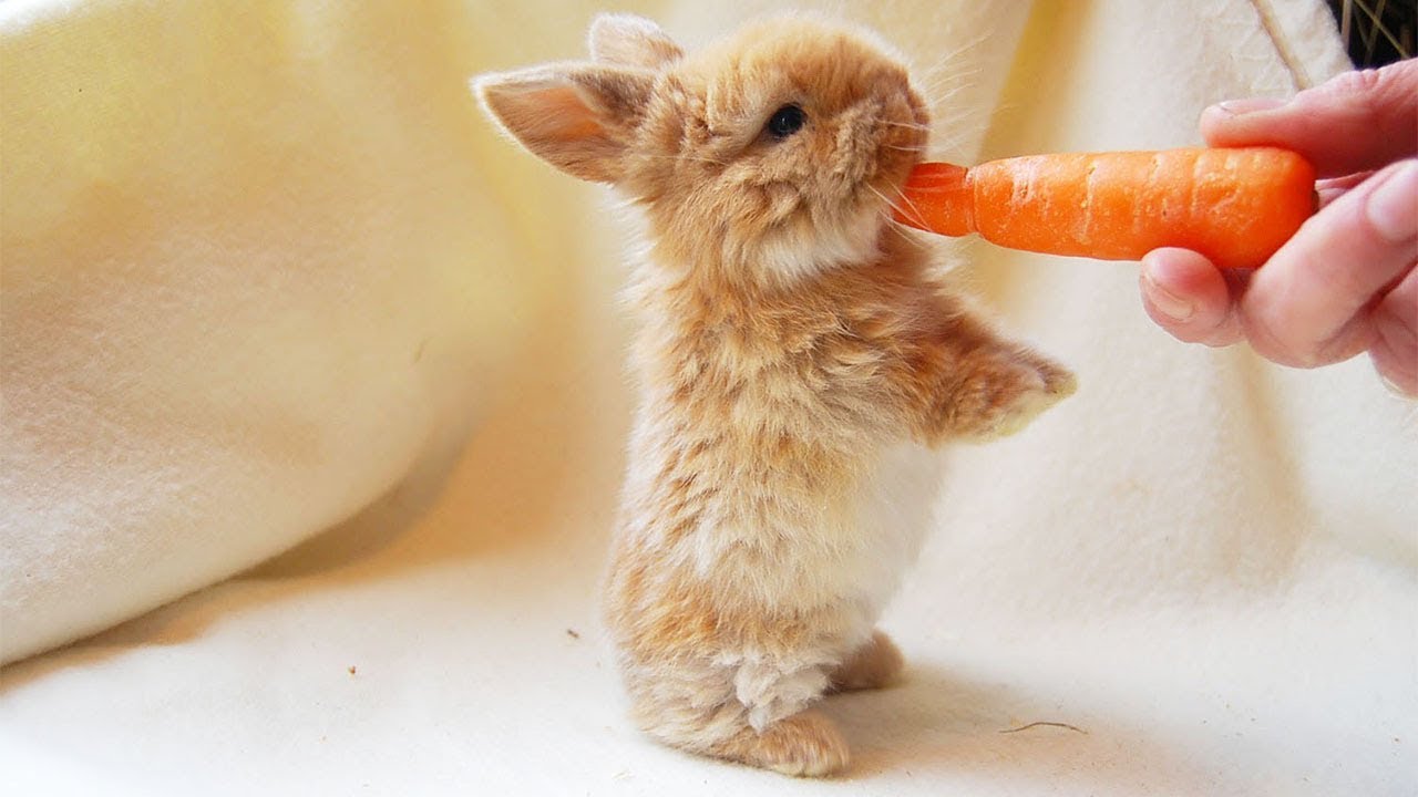 Ultimate Cute And Fluffy Baby Bunny Rabbit Compilation