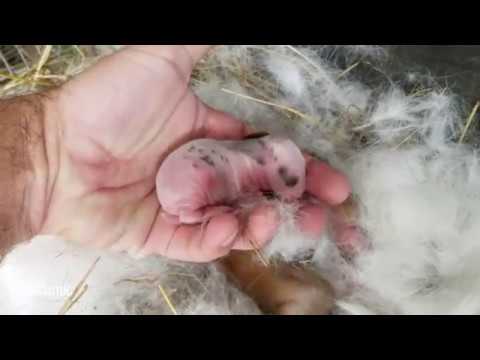 Rabbit babies at 3 days old