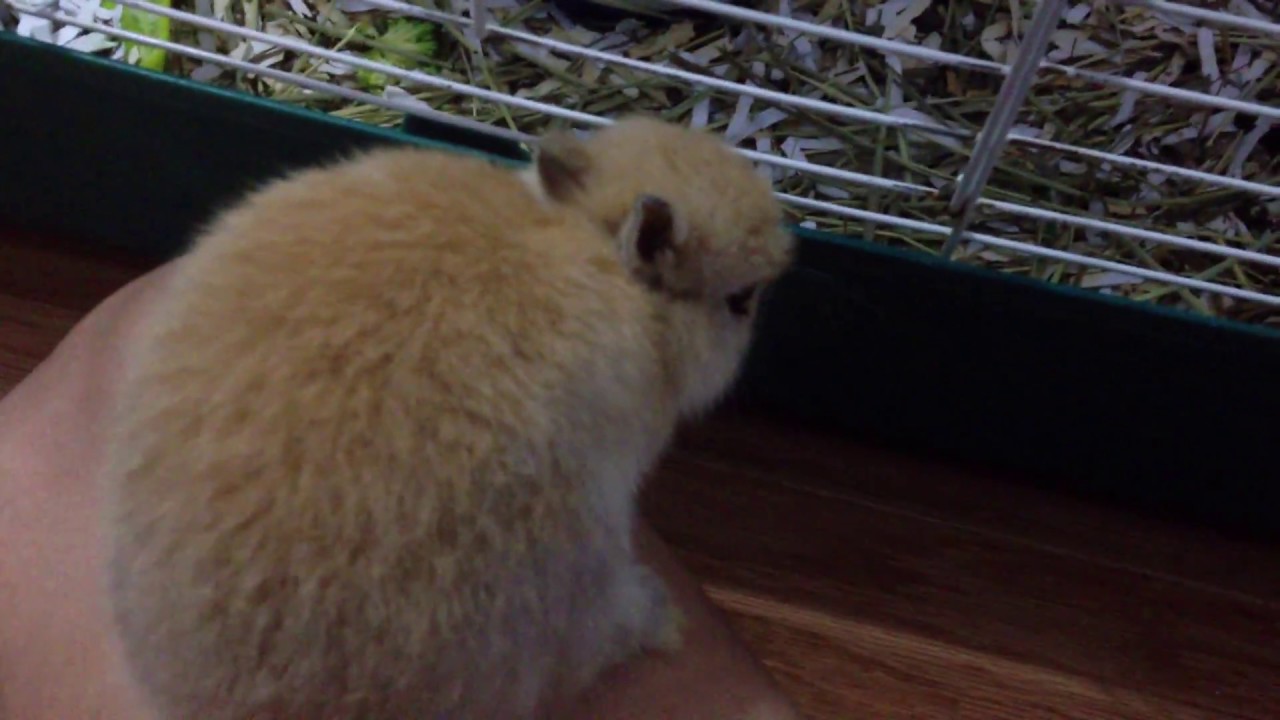 Cute Baby Bunny Hops On Me And Asks For Snuggles