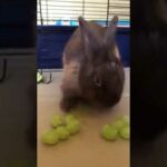 Cute bunny rabbit eating grapes