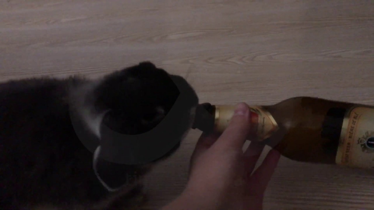 Cute rabbit enthusiastically licks the end of a beer bottle