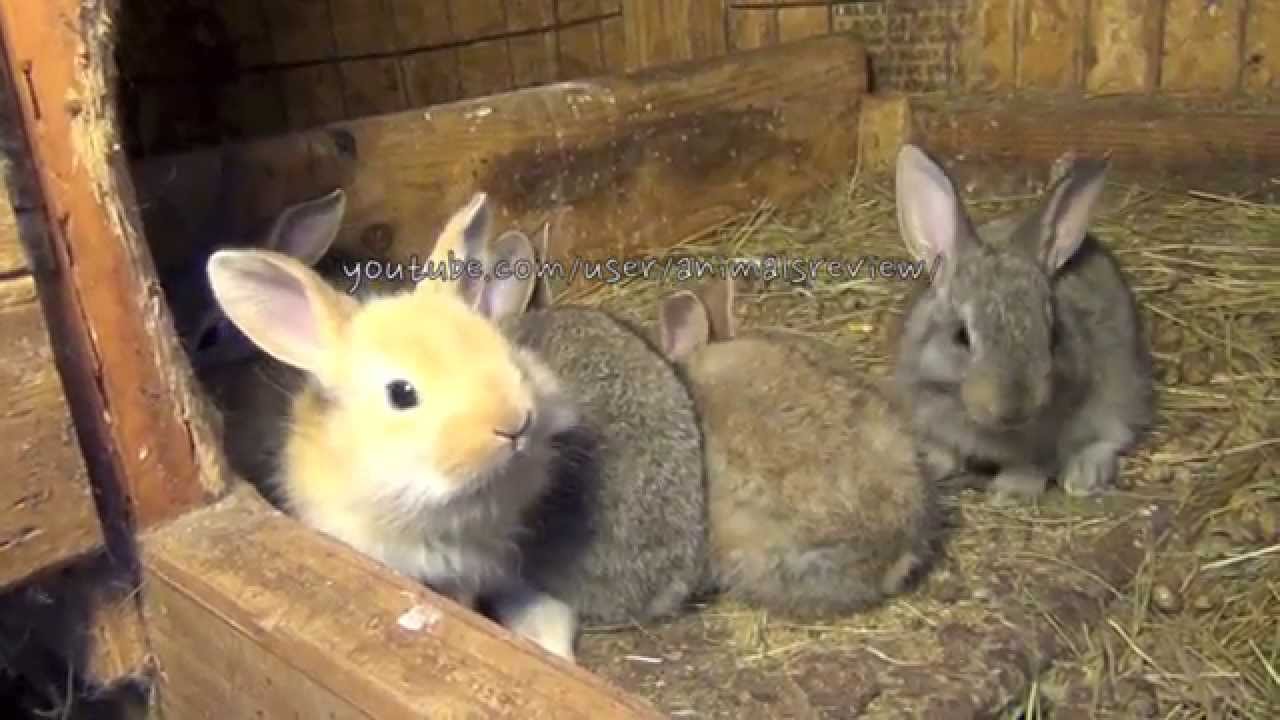 Baby Flemish Giant Bunny Rabbits