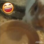 Funny cute rabbit animal drinking water will make you laugh 😂🤣❤️