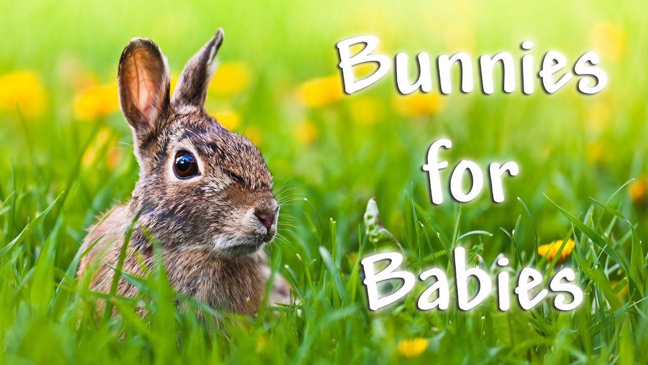 ♥ 1 Hour of Cute Bunnies ♥ Baby music video with bunnies by Rainbow Kids TV