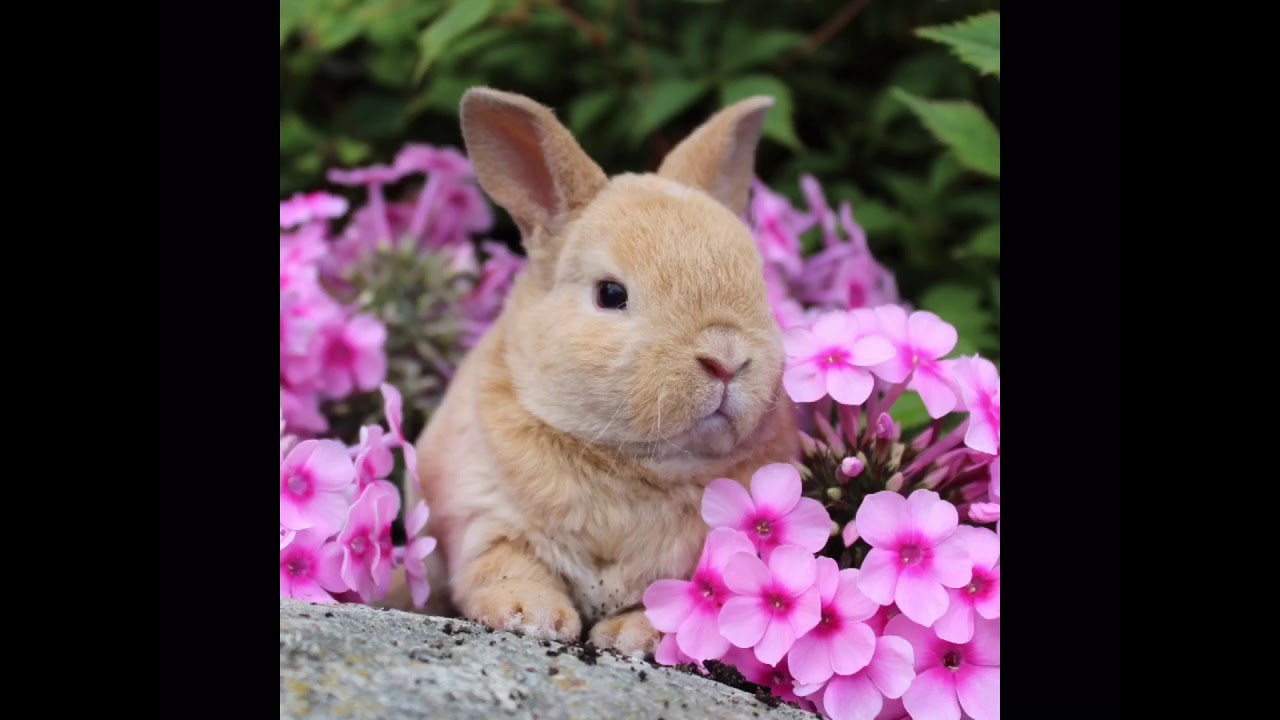 Cute Baby Rabbits #6