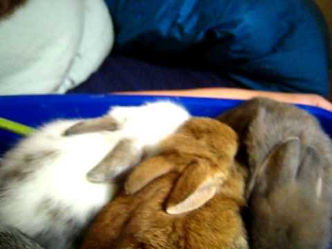 bunnies in bed