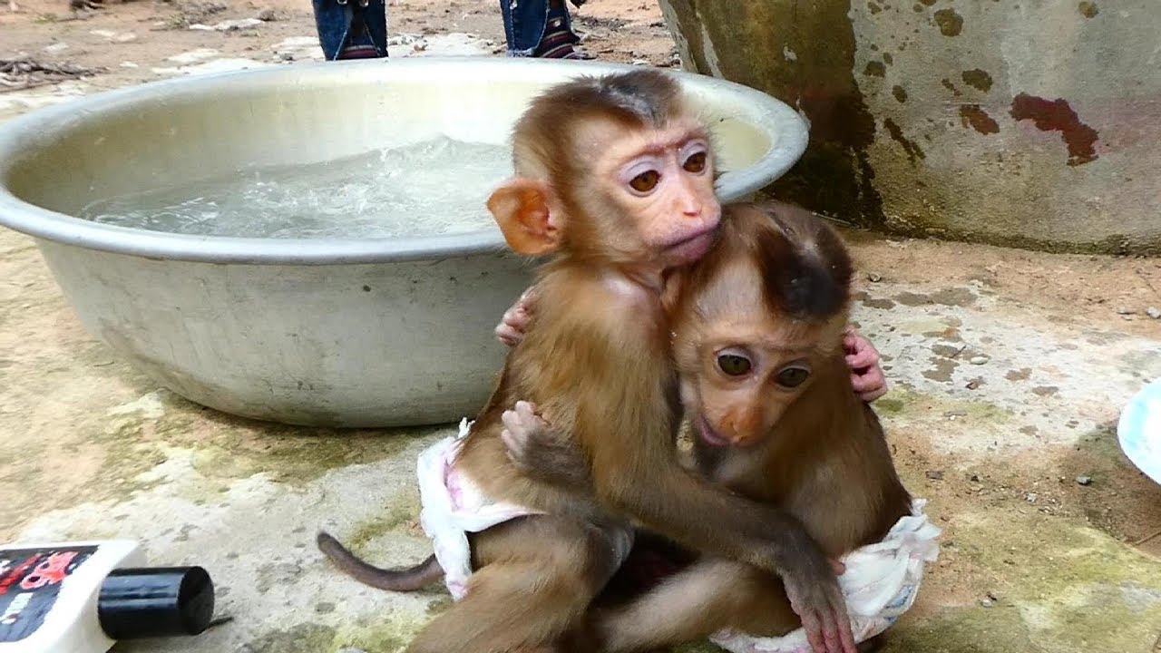 So Sweet, Cute Both Baby Monkeys Prepare To Take Bath In The Morning