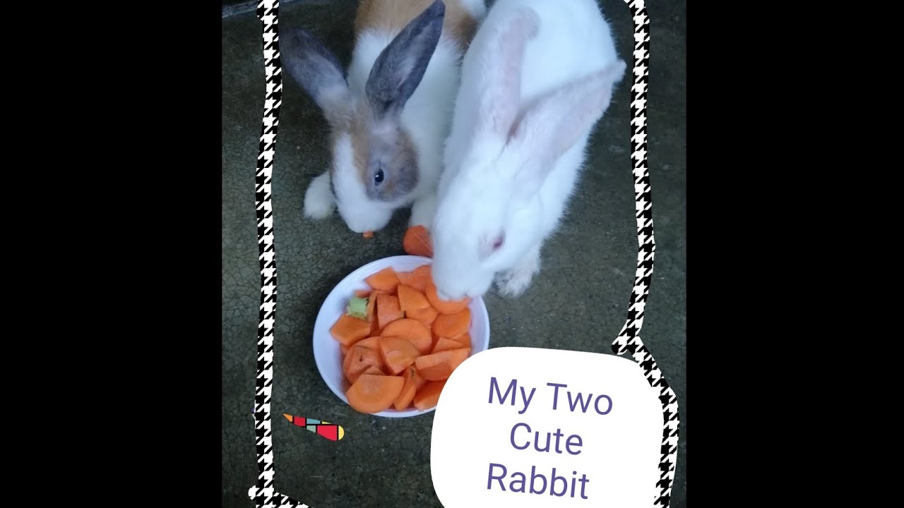 My two Cute Bunny eating