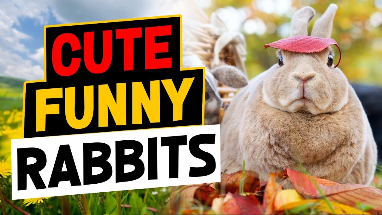Cute Rabbit Videos : Cute Rabbits Doing Funny Things Compilation 2018