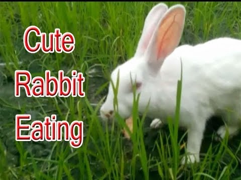 Cute Rabbit Eating