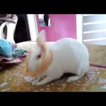 White Rabbit... rabbit,bunnies,rabbits,funny rabbits,cute bunny,funny bunny,bunny,funny bunny videos
