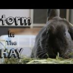 Storm Eating Hay -Cute Bunny Video-