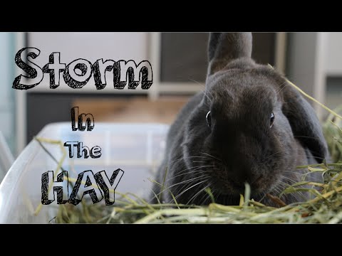 Storm Eating Hay -Cute Bunny Video-