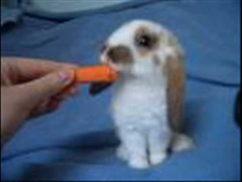 Cute Bunny Pictures