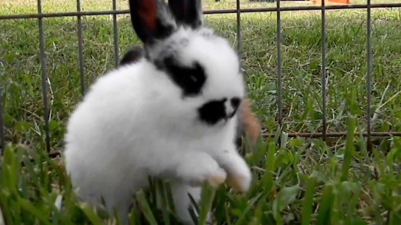 Baby Bunnies Hopping and Playing