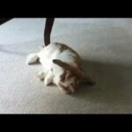 Cute Rabbit Climbs Stairs and then Falls Asleep