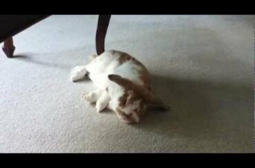 Cute Rabbit Climbs Stairs and then Falls Asleep