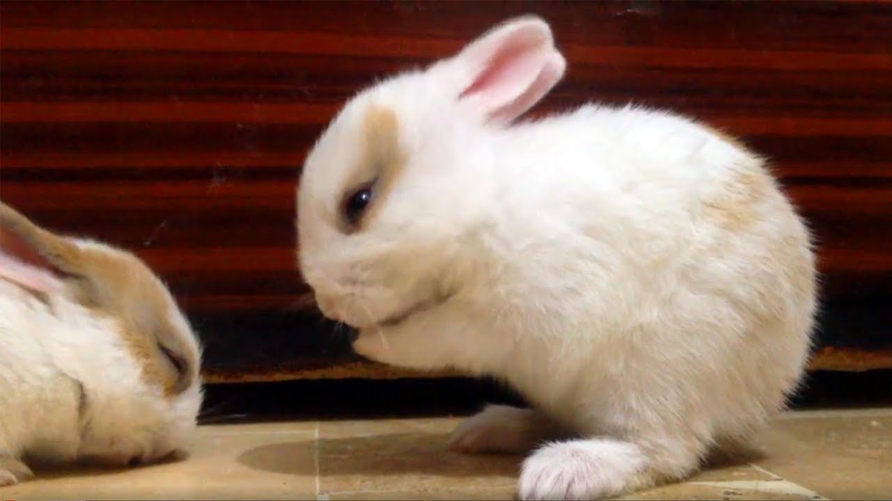 Funny Baby Rabbit Videos | Cute Baby Rabbits | Funny Bunny Baby Videos | Cute Bunnies Video | خرگوش