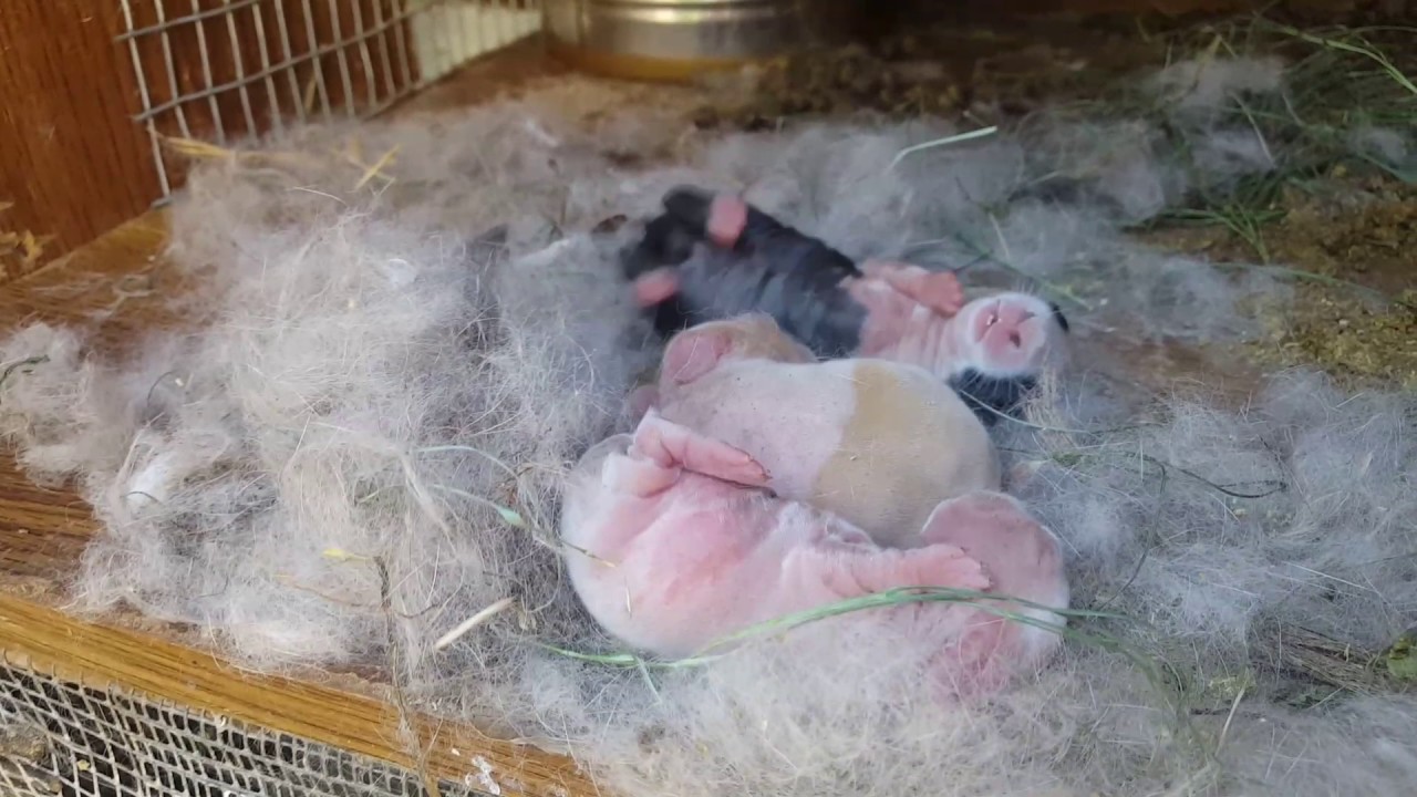 Baby bunnies (rabbits) - 5 days old