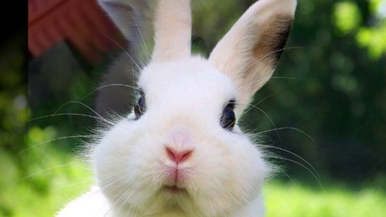 cute bunny conejito bebes