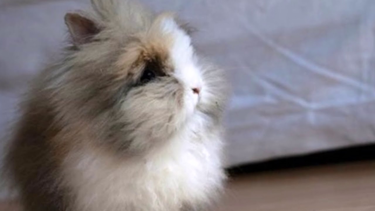 world most cute baby bunnies