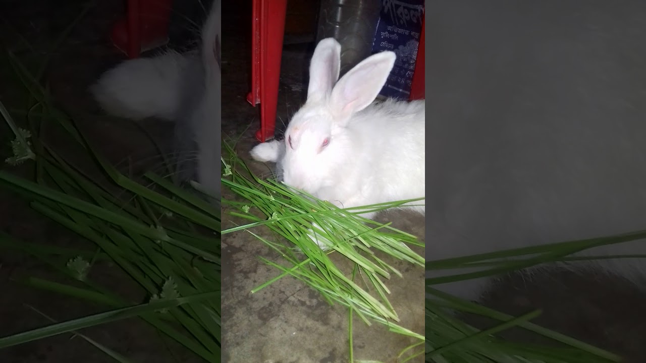 My cute and sweet bunny eating