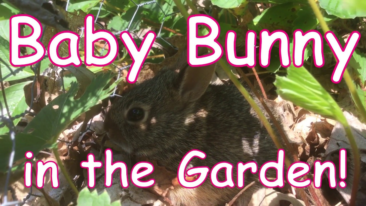 🐇Baby Bunny Rabbit in the Garden!🐇