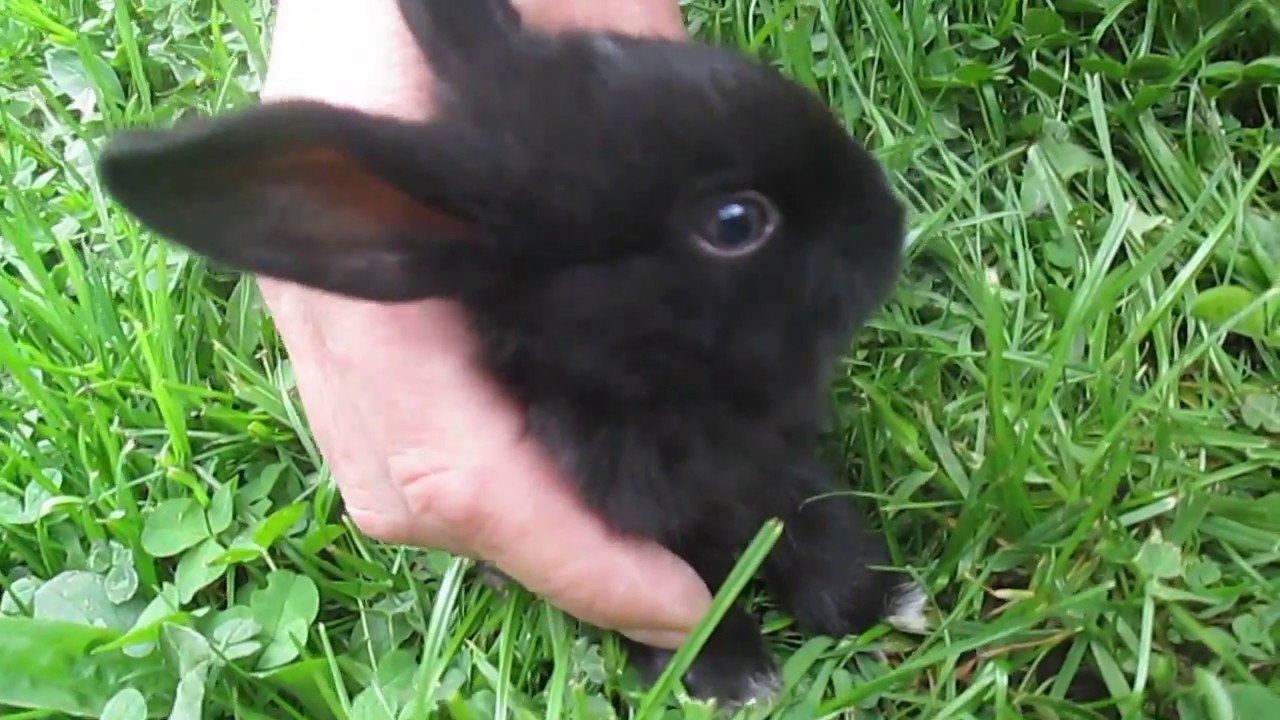 Cute Rabbit - Funny Baby Bunny Rabbit Video