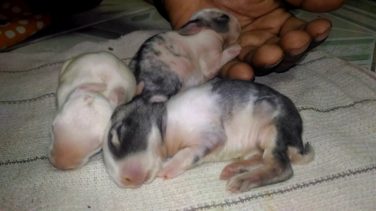 New born #Rabbit babies