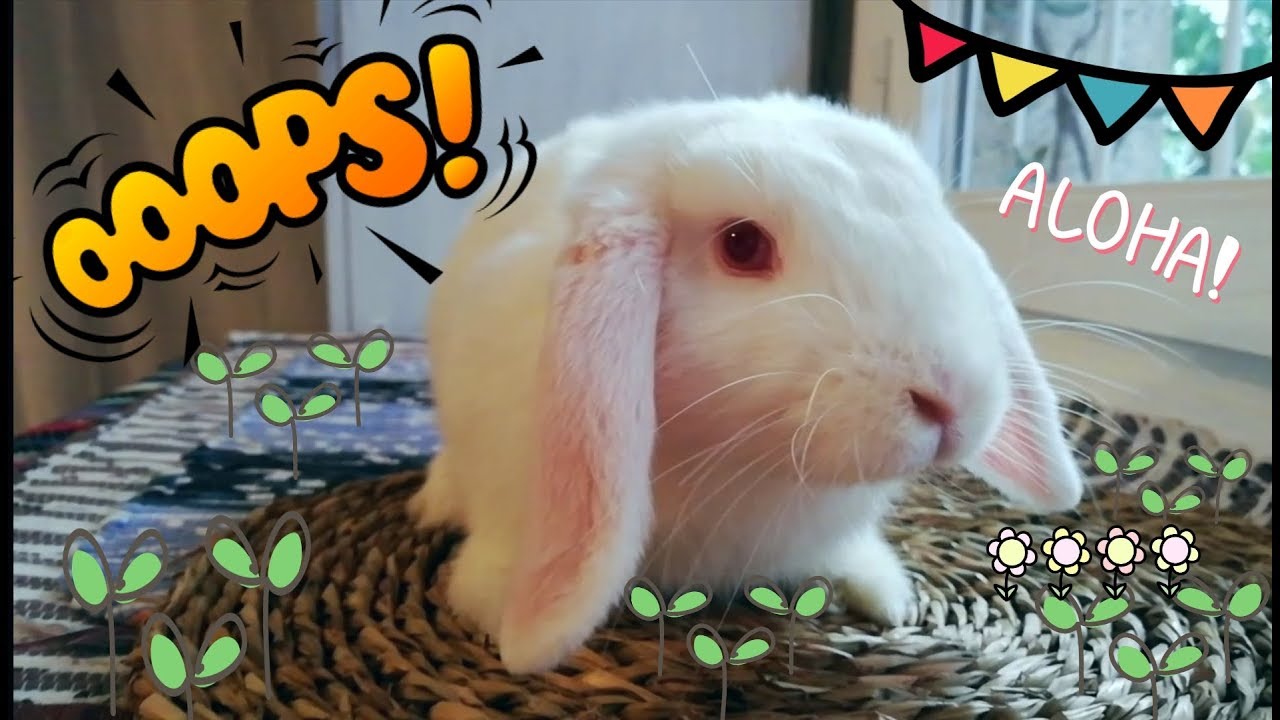 Mi adorable conejita mordisqueando feliz sus cosas. Cute bunny. 🐰🐇
