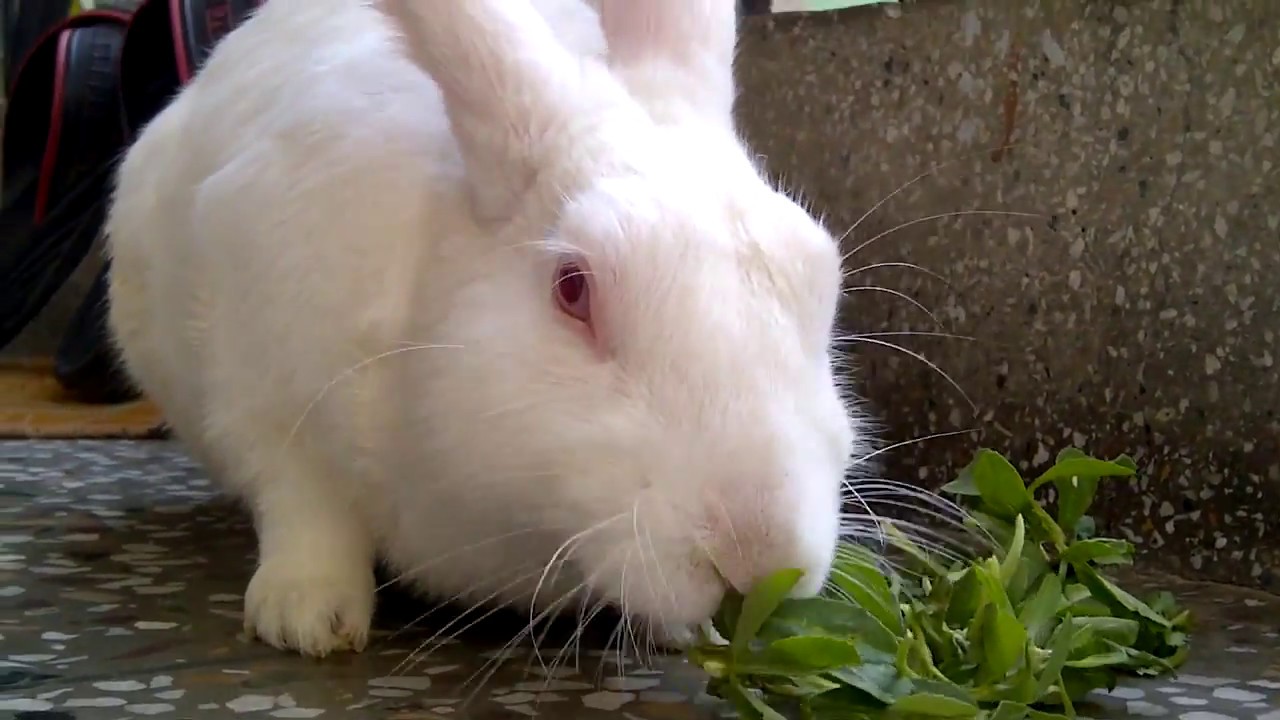 My rabbit eating Coriander leaves
