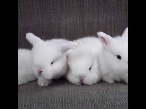 Funny And Cute Rabbit Compilation