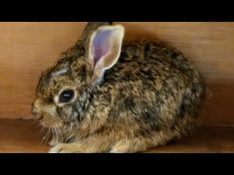 Baby rabbit video