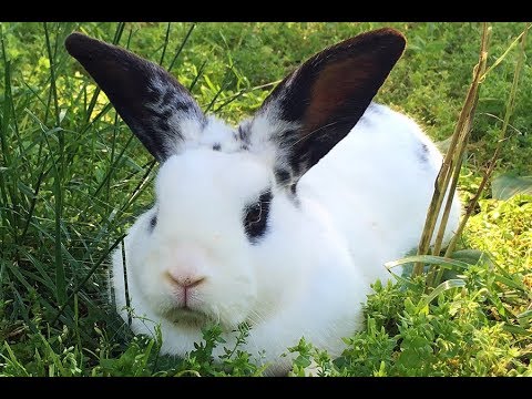 Cute Bunny Rabbit Feasts on Dandelions at Buc~A~Buc Farm