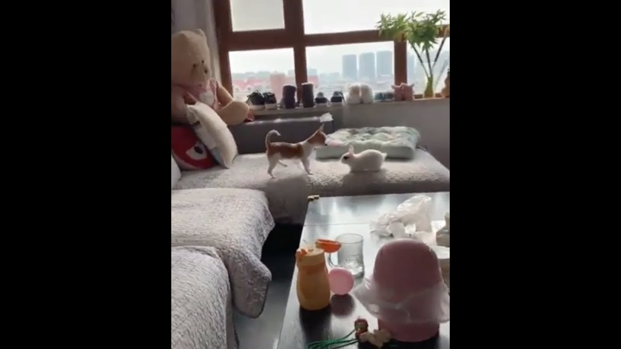 cute bunny and puppy bestfriends playing tag together