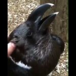 Is this a crow or a rabbit?!!