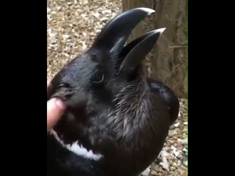 Is this a crow or a rabbit?!!